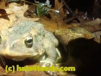 /home//u458753944/public_html/sourcegallery////////////////////////McKaig Nature Center/2024-09-27/P9271594.JPG